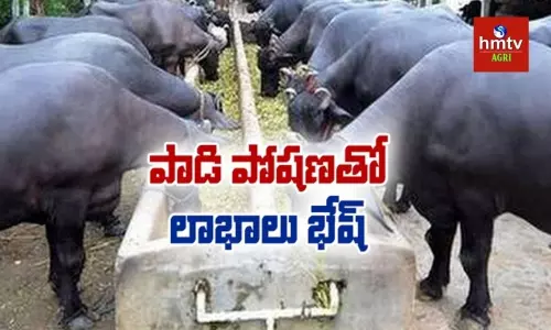 అధిక పాల దిగుబడే లక్ష్యంగా సాగుతున్న రైతు