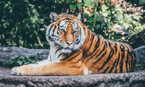 అసోంలోని తేజ్‌పూర్‌లో హల్‌చల్‌ చేసిన పెద్దపులి