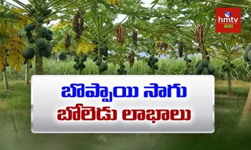 కొత్త ఆలోచనతో బొప్పాయి సాగు