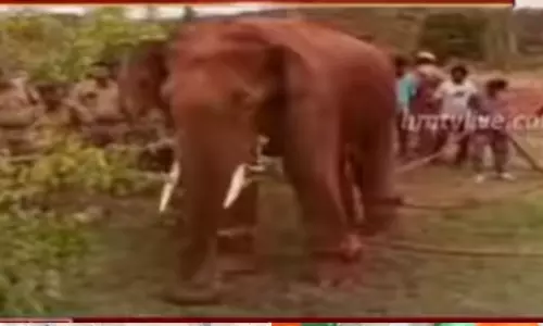 చిత్తూరు జిల్లాలో ఏనుగుల గుంపు హల్‌చల్