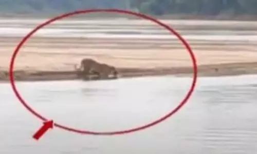 కుమురంభీం జిల్లాలో పెద్దపులి సంచారం.. నీళ్లు తాగుతుండగా వీడియో రికార్డు కుమురంభీం జిల్లాలో పెద్దపులి సంచారం.. నీళ్లు తాగుతుండగా వీడియో రికార్డు