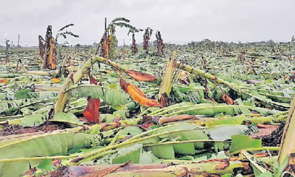 Banana garden collapsed in Andhra Pradesh with effect of Nivar cyclone