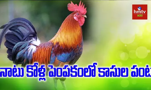 నాటు కోళ్ల పెంపకంలో యువరైతు ఆర్ధిక పురోగతి నాటు కోళ్ల పెంపకంలో యువరైతు ఆర్ధిక పురోగతి