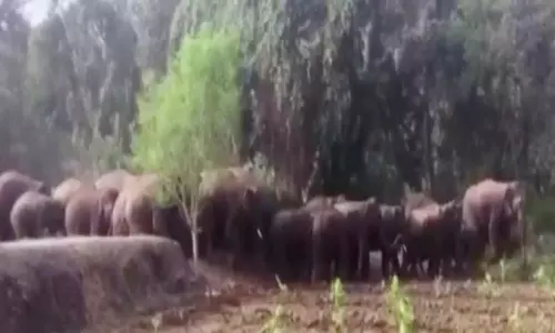 చిత్తూరు జిల్లాలో ఏనుగుల గుంపు హల్‌చల్‌