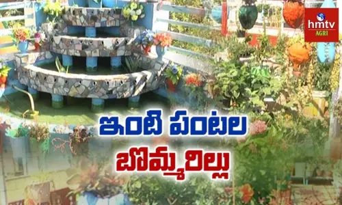 బృందావనాన్ని తలపించే మిద్దె తోట బృందావనాన్ని తలపించే మిద్దె తోట