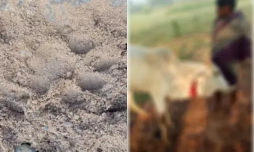 భద్రాద్రి కొత్తగూడెం జిల్లాలో పెద్దపులి సంచారం : ఆవుదూడపై పెద్దపులి దాడి భద్రాద్రి కొత్తగూడెం జిల్లాలో పెద్దపులి సంచారం : ఆవుదూడపై పెద్దపులి దాడి