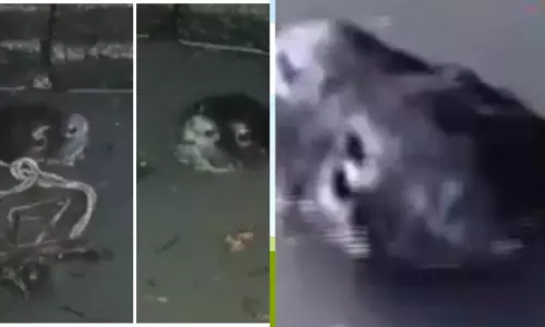 Andhra Pradesh: కంగారు పెట్టిన వింత జంతువు.. ప్రమాదం లేదన్న అధికారులు