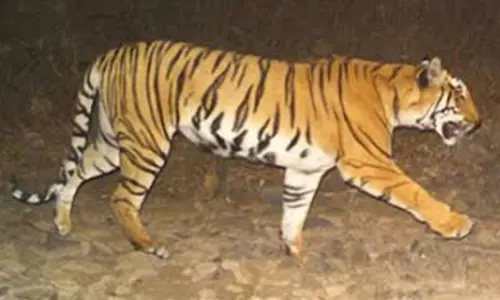 భద్రాద్రి కొత్తగూడెం జిల్లాలో పెద్దపులి కలకలం భద్రాద్రి కొత్తగూడెం జిల్లాలో పెద్దపులి కలకలం