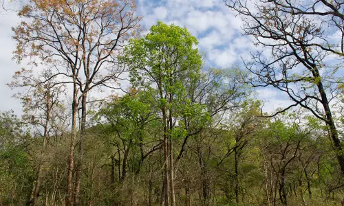 శేషాచలం అడవుల్లోకి ప్రవేశిస్తున్న 10 మంది స్మగ్లర్లు అరెస్ట్