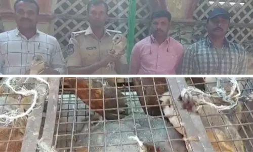 హైదరాబాద్‎ ఫలక్‎నుమాలో గుడ్లగూబలు స్వాధీనం