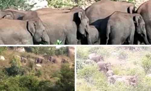 ఏపీలో ప్రవేశించిన కర్ణాటక ఏనుగులు..ఆందోళనలో రైతులు !