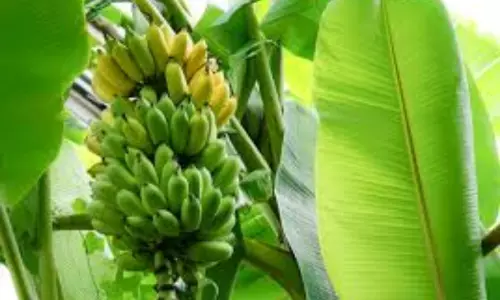 కర్నూలు జిల్లాలో అరటి ధరలు పతనం