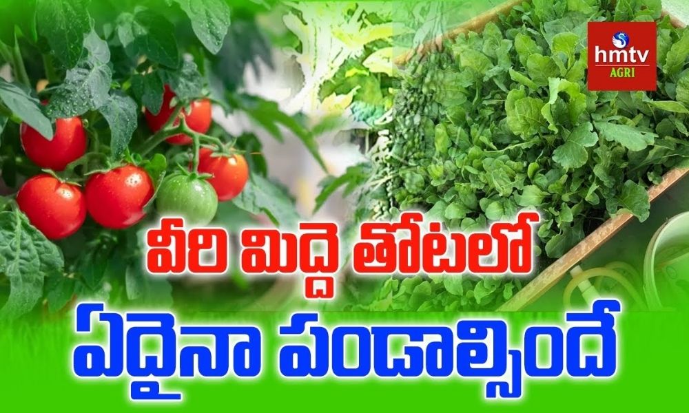 మిద్దెతోటలను నిర్వహిస్తున్న నల్గొండకు చెందిన దంపతులు Organic Terrace