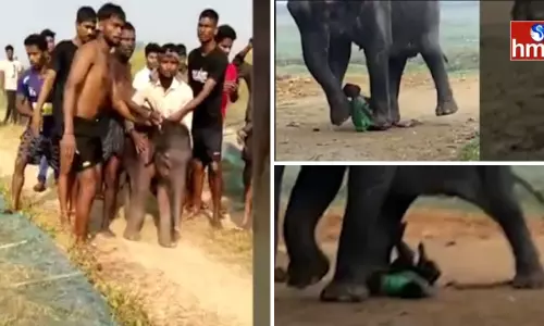 వీడియో: ఏనుగు పిల్లే కదా.. సెల్ఫీ దిగుదామనుకున్నారు.. ఏమి జరిగిందో చూడండి..