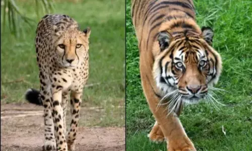 పశ్చిమగోదావరి జిల్లా కుక్కునూరు మండలంలో పెద్దపులి, చిరుత సంచారం