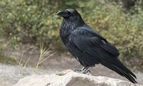 రాజస్థాన్, మధ్యప్రదేశ్లో బర్డ్ ఫ్లూ కలకలం రాజస్థాన్, మధ్యప్రదేశ్లో బర్డ్ ఫ్లూ కలకలం