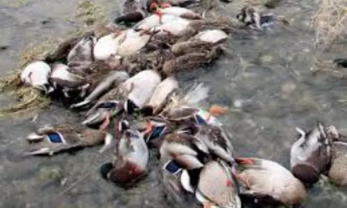 Bird Flu is spreading very fast in India