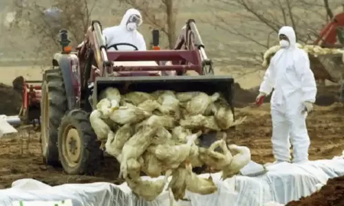 Bird Flu spreading all over India creating fear