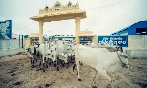 srisaila devasthanam Goshala despute srisaila devasthanam Goshala despute