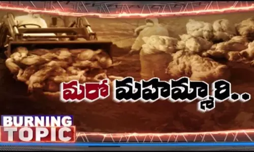 ప్రపంచవ్యాప్తంగా విస్తరిస్తున్న బర్డ్ ఫ్లూ