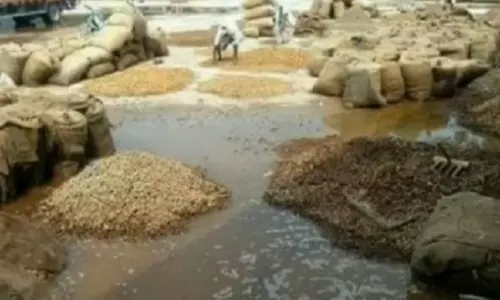 Framers Immigration due to unseasonal rains on crops