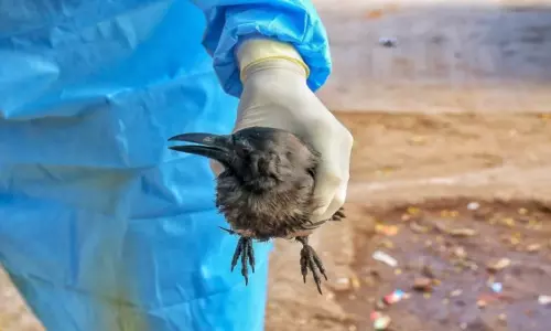 Bird flu virus expanded to the 7 states in India