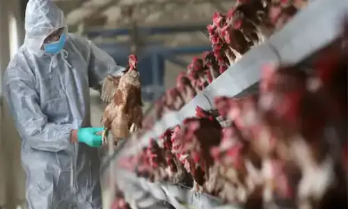 Bird flu scare in Nizamabad District