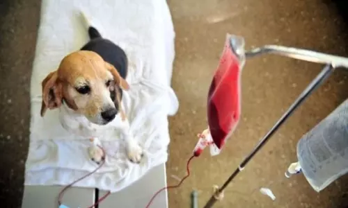 Blood Transfusion for Animals by Doctors