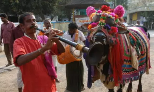 Sankranthi Celebrations Are Started in Chittoor District