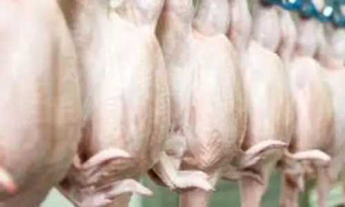 బ‌ర్డ్ ఫ్లూ ఎఫెక్ట్: భారీగా పడిపోయిన చికెన్ ధరలు.. ఏపీలోనూ తగ్గిన అమ్మకాలు