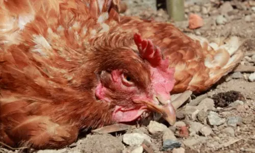 Bird Flu fear in Humans Bird Flu fear in Humans