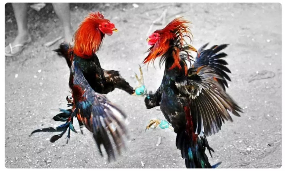 roosters getting ready for sankranthi in Visakhapatnam