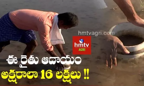 Paddy Cultivation in Natural Farming