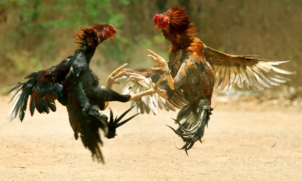 Cock Fights are started in East Godavari District