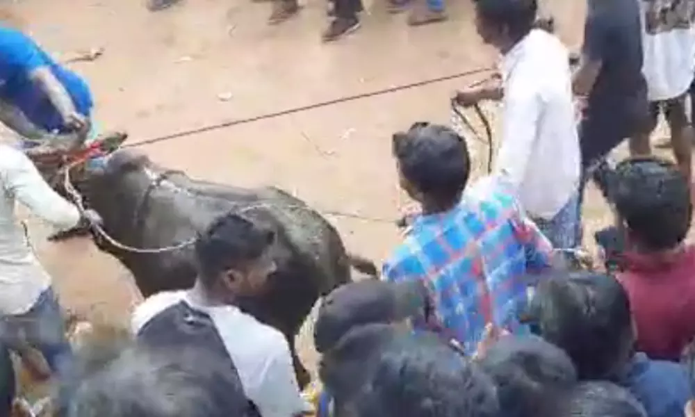 The Traditional Jallikattu game has started in Chittoor District