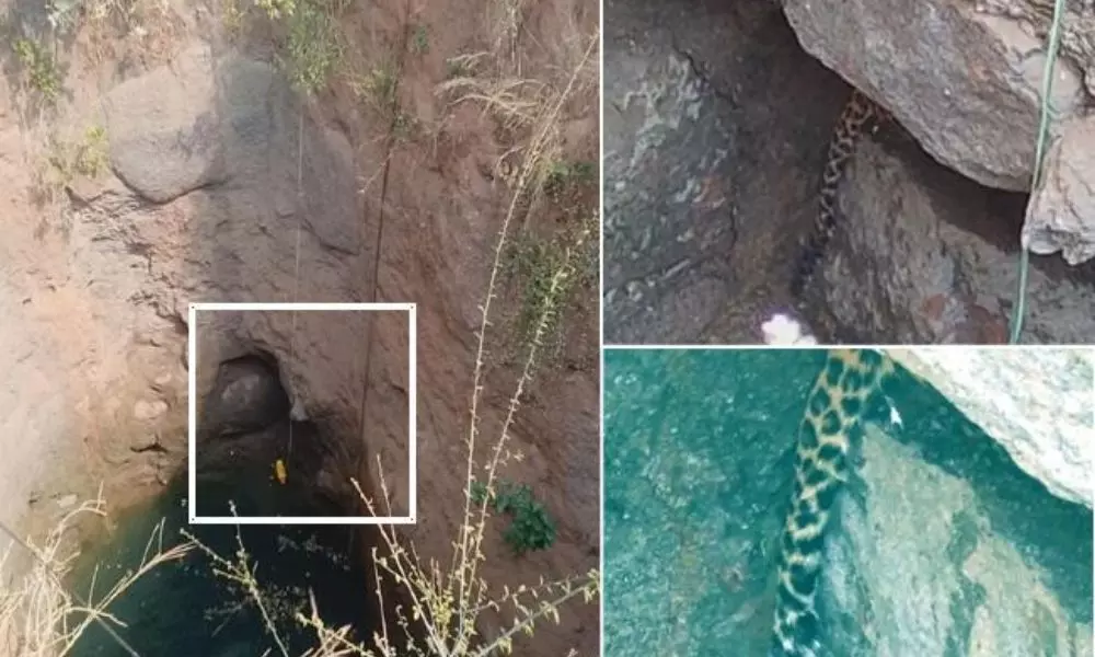 leopard fell down in a well