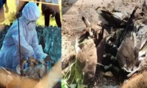 Bird Flu Fear in Nizamabad District