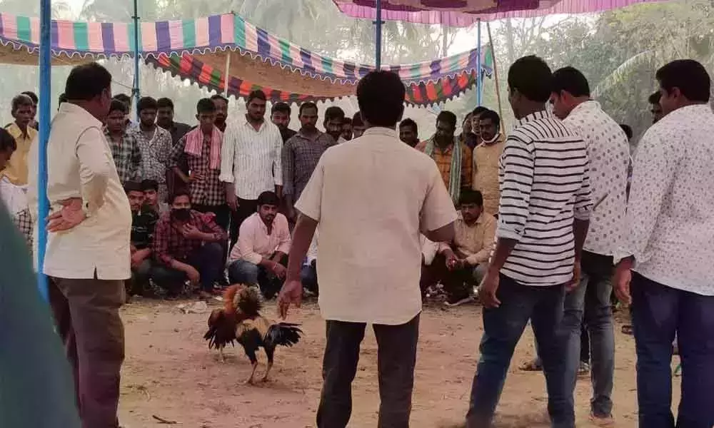 cockfights organised in andhra pradesh