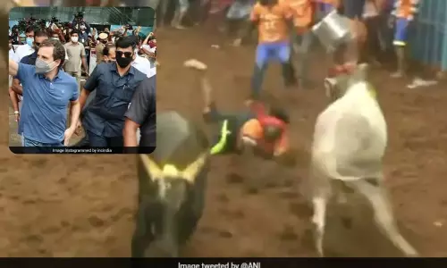 Congress leader Rahul Gandhi attended the Jallikattu event in Madurai district