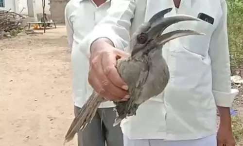 అనంతపురం జిల్లాలో వింత పక్షి కలకలం