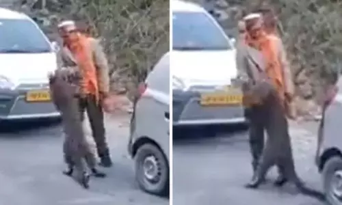 Himachal Pradesh leopard playing with people Himachal Pradesh leopard playing with people