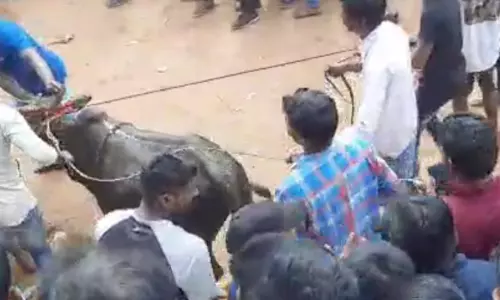 Jallikattu begins in Chittoor as part of Kanuma celebrations