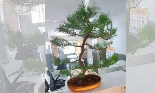 Hyderabad: Bonsai thief nabbed, tree recovered