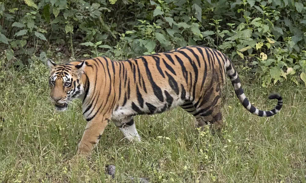 Tigers terror in Telangana