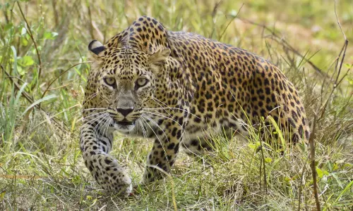 Leopard tension in Rajanna sirisilla district Leopard tension in Rajanna sirisilla district