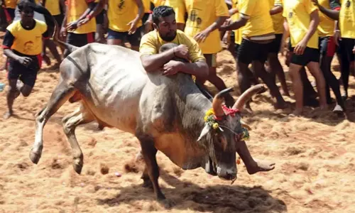 శ్రీకాకుళం జిల్లాలో కోడెబళ్ల పందేరం క్రీడ గురించి తెలుసా?