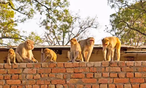 People suffering with monkeys in Karimnagar district