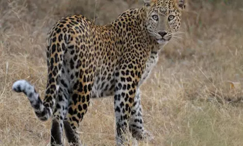 Leopard tension in Hyderabad suburbs Leopard tension in Hyderabad suburbs