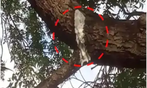 milk dripping from the neem tree in andhra pradesh