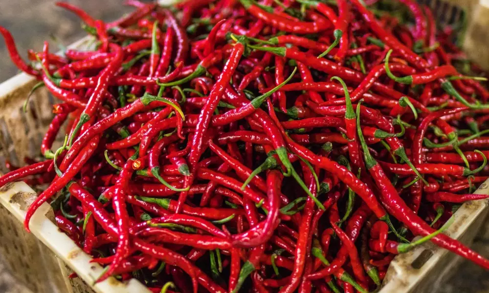Record Level Red Chili Crop in Warangal Enumamula Market